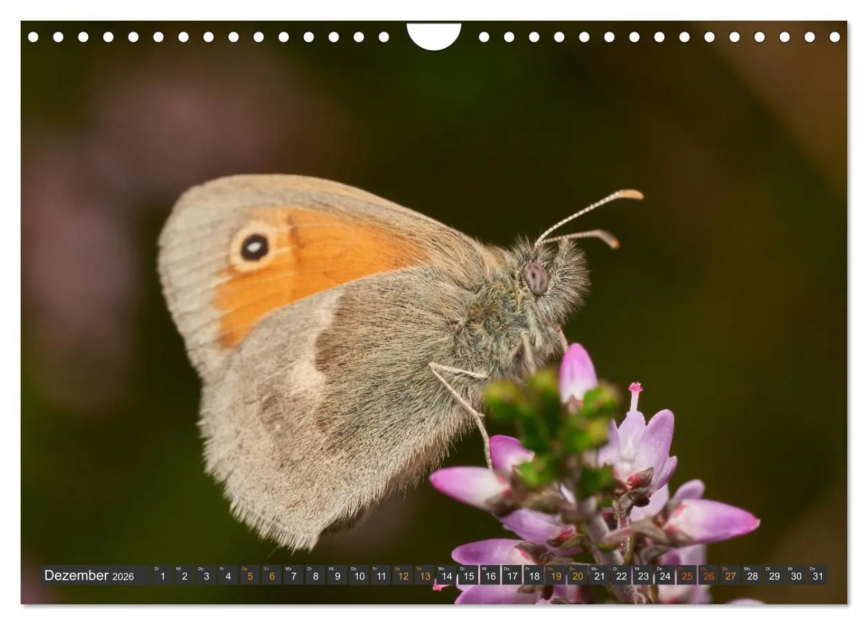 Bild: 9783457590867 | Schmetterlinge - von Blüte zu Blüte - (Wandkalender 2026 DIN A4...
