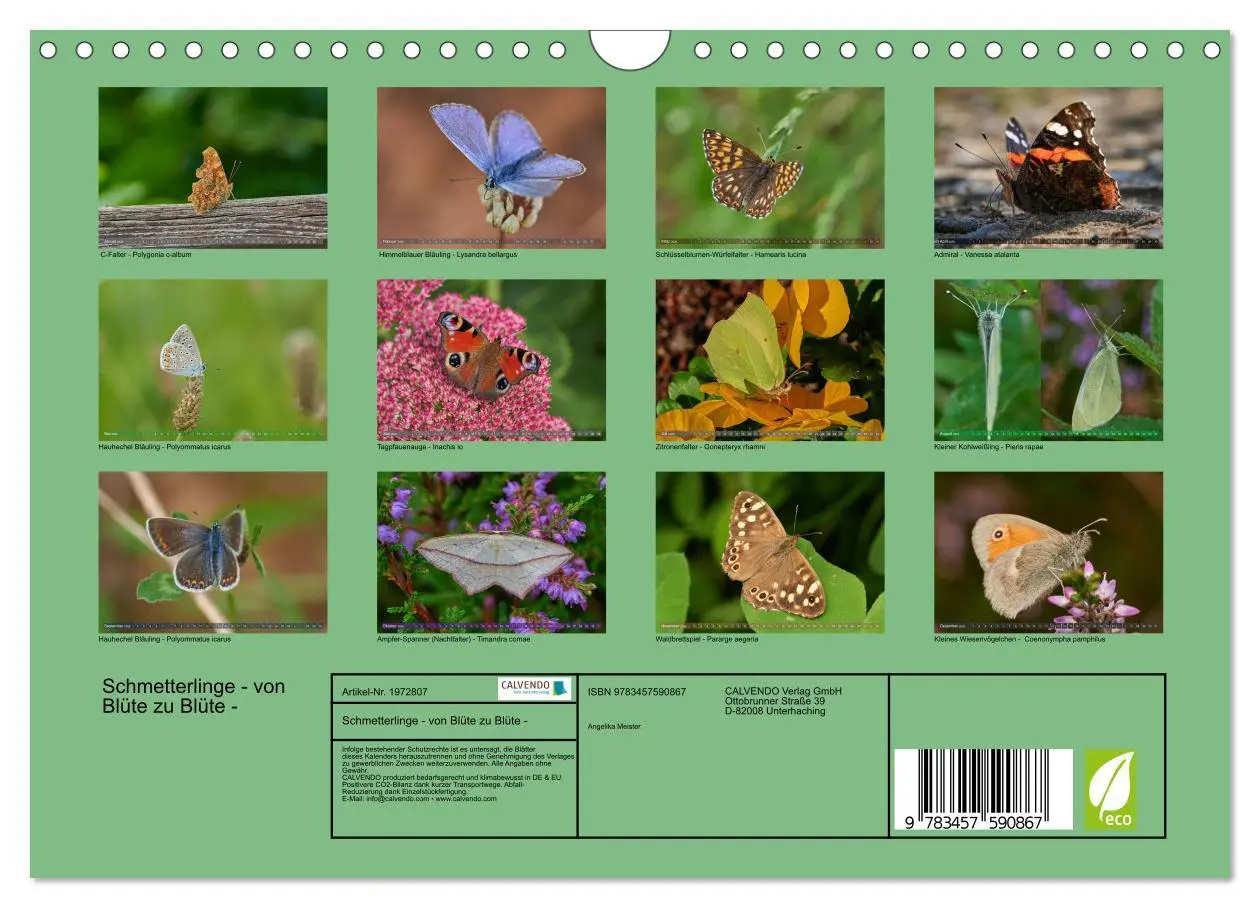 Bild: 9783457590867 | Schmetterlinge - von Blüte zu Blüte - (Wandkalender 2026 DIN A4...