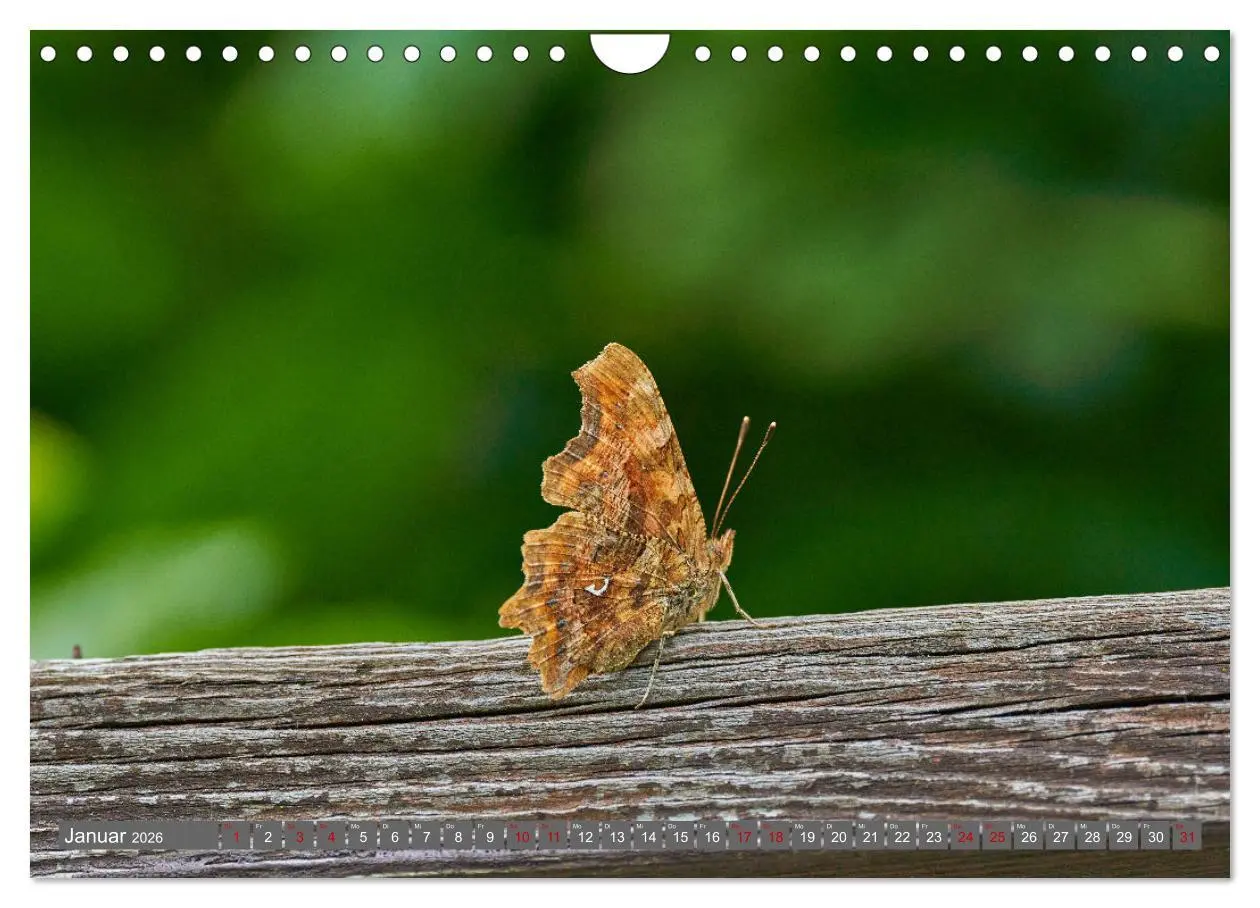 Bild: 9783457590867 | Schmetterlinge - von Blüte zu Blüte - (Wandkalender 2026 DIN A4...