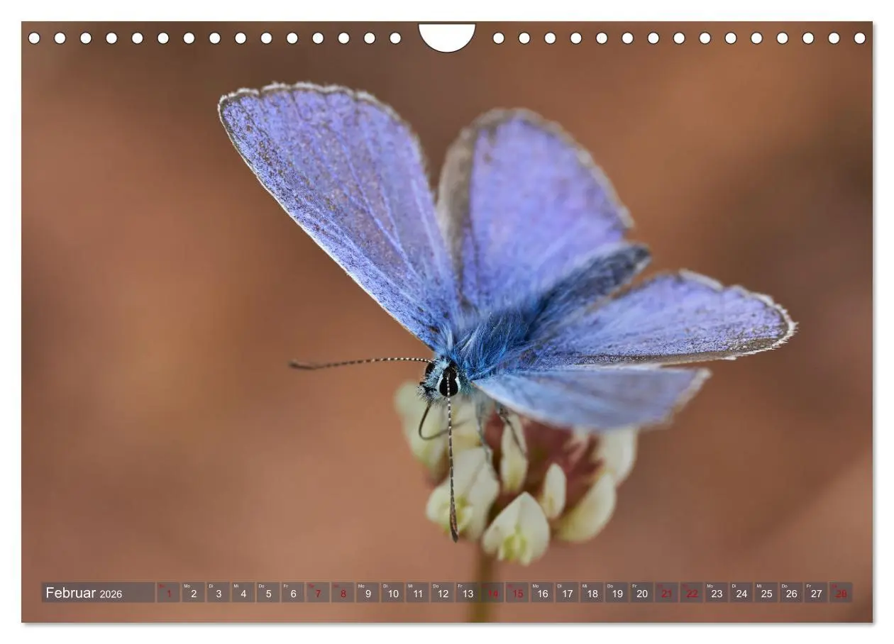 Bild: 9783457590867 | Schmetterlinge - von Blüte zu Blüte - (Wandkalender 2026 DIN A4...