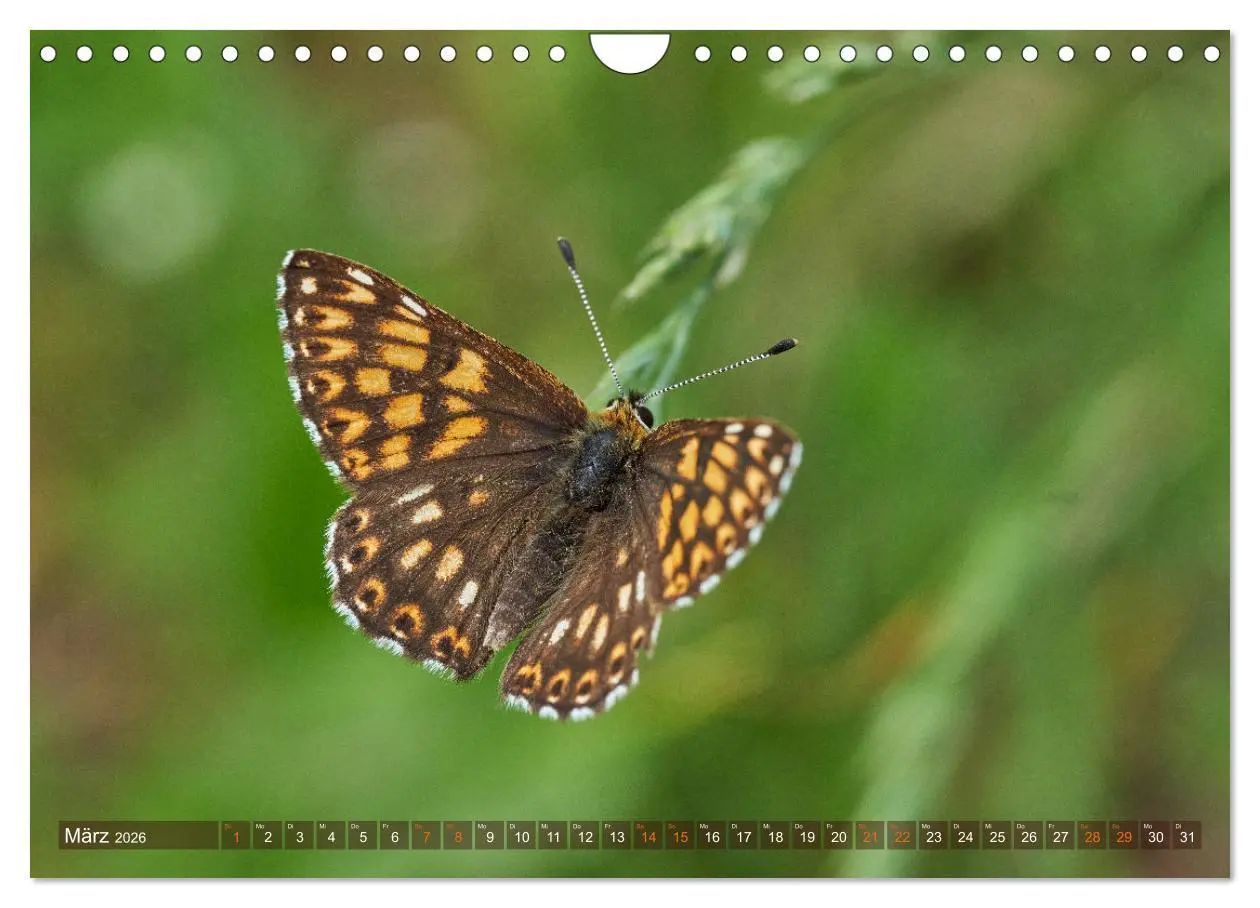 Bild: 9783457590867 | Schmetterlinge - von Blüte zu Blüte - (Wandkalender 2026 DIN A4...