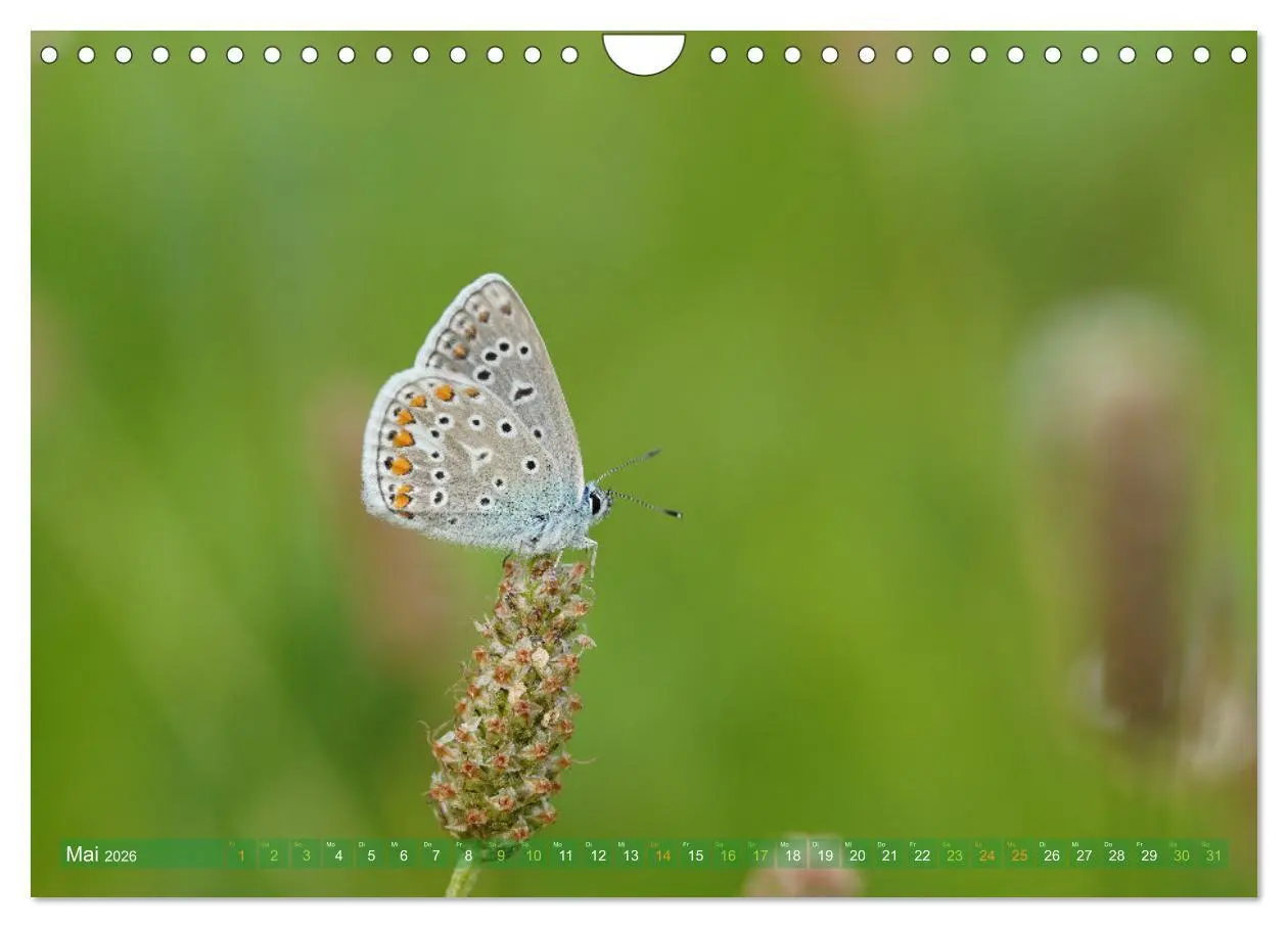 Bild: 9783457590867 | Schmetterlinge - von Blüte zu Blüte - (Wandkalender 2026 DIN A4...