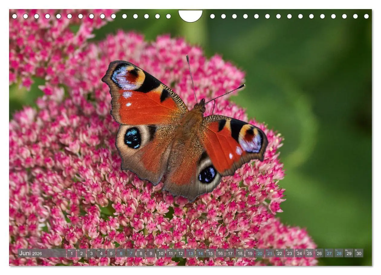 Bild: 9783457590867 | Schmetterlinge - von Blüte zu Blüte - (Wandkalender 2026 DIN A4...
