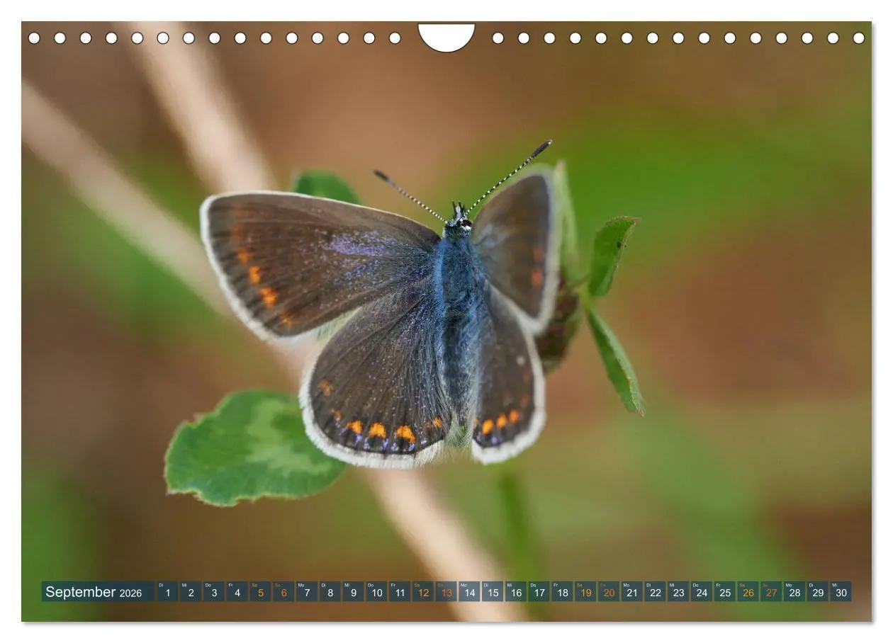 Bild: 9783457590867 | Schmetterlinge - von Blüte zu Blüte - (Wandkalender 2026 DIN A4...