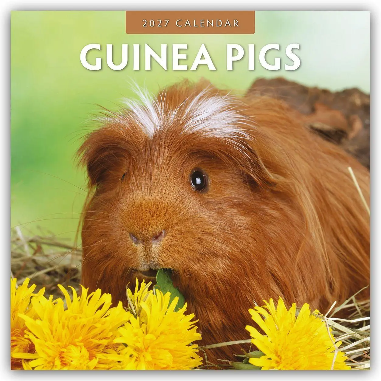 Cover: 9781837010967 | Guinea Pigs - Meerschweinchen 2027 - 16-Monatskalender | Robin Red