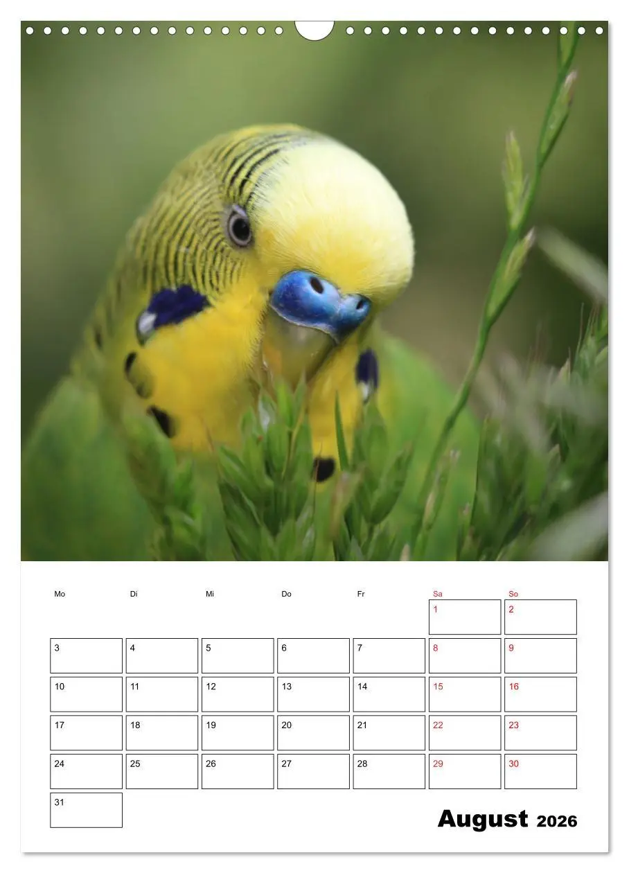 Bild: 9783516360967 | Der Wellensittich - mein bester Freund (Wandkalender 2026 DIN A3...