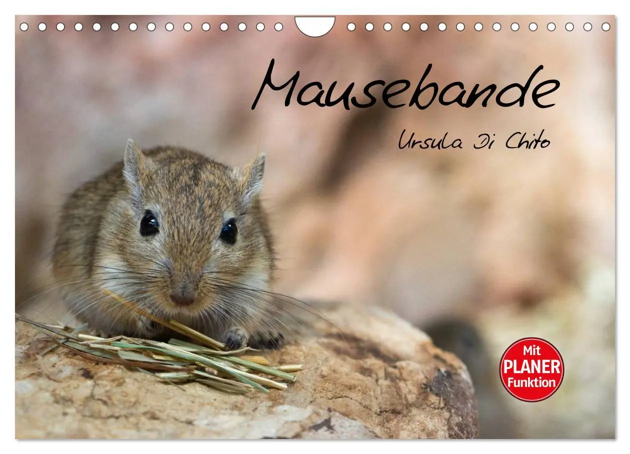 Cover: 9783516011067 | Mausebande (Wandkalender 2026 DIN A4 quer), CALVENDO Monatskalender