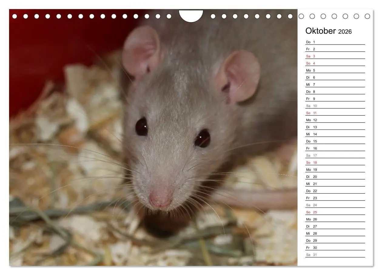 Bild: 9783516011067 | Mausebande (Wandkalender 2026 DIN A4 quer), CALVENDO Monatskalender