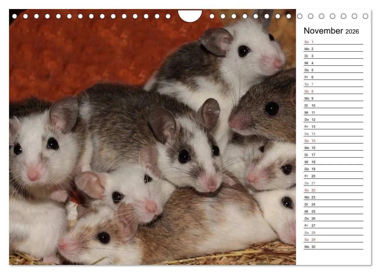 Bild: 9783516011067 | Mausebande (Wandkalender 2026 DIN A4 quer), CALVENDO Monatskalender