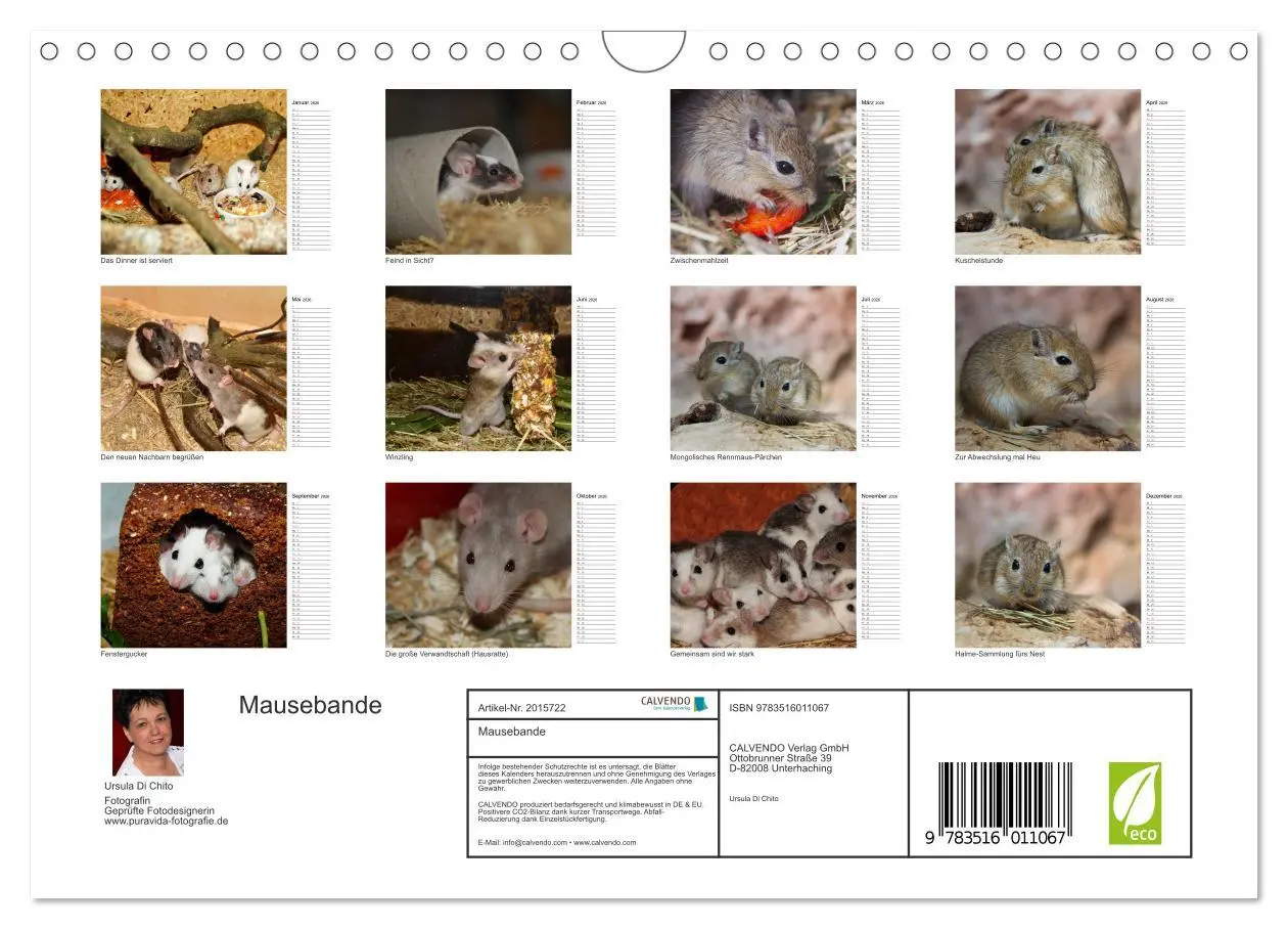 Bild: 9783516011067 | Mausebande (Wandkalender 2026 DIN A4 quer), CALVENDO Monatskalender