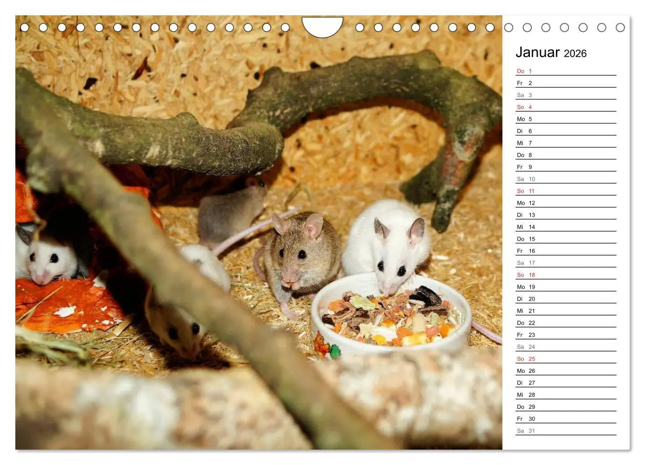 Bild: 9783516011067 | Mausebande (Wandkalender 2026 DIN A4 quer), CALVENDO Monatskalender