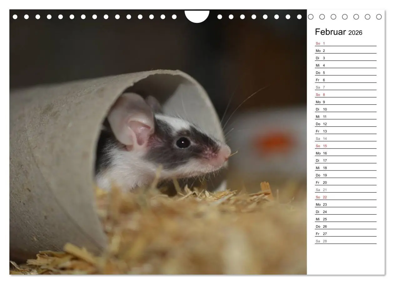 Bild: 9783516011067 | Mausebande (Wandkalender 2026 DIN A4 quer), CALVENDO Monatskalender