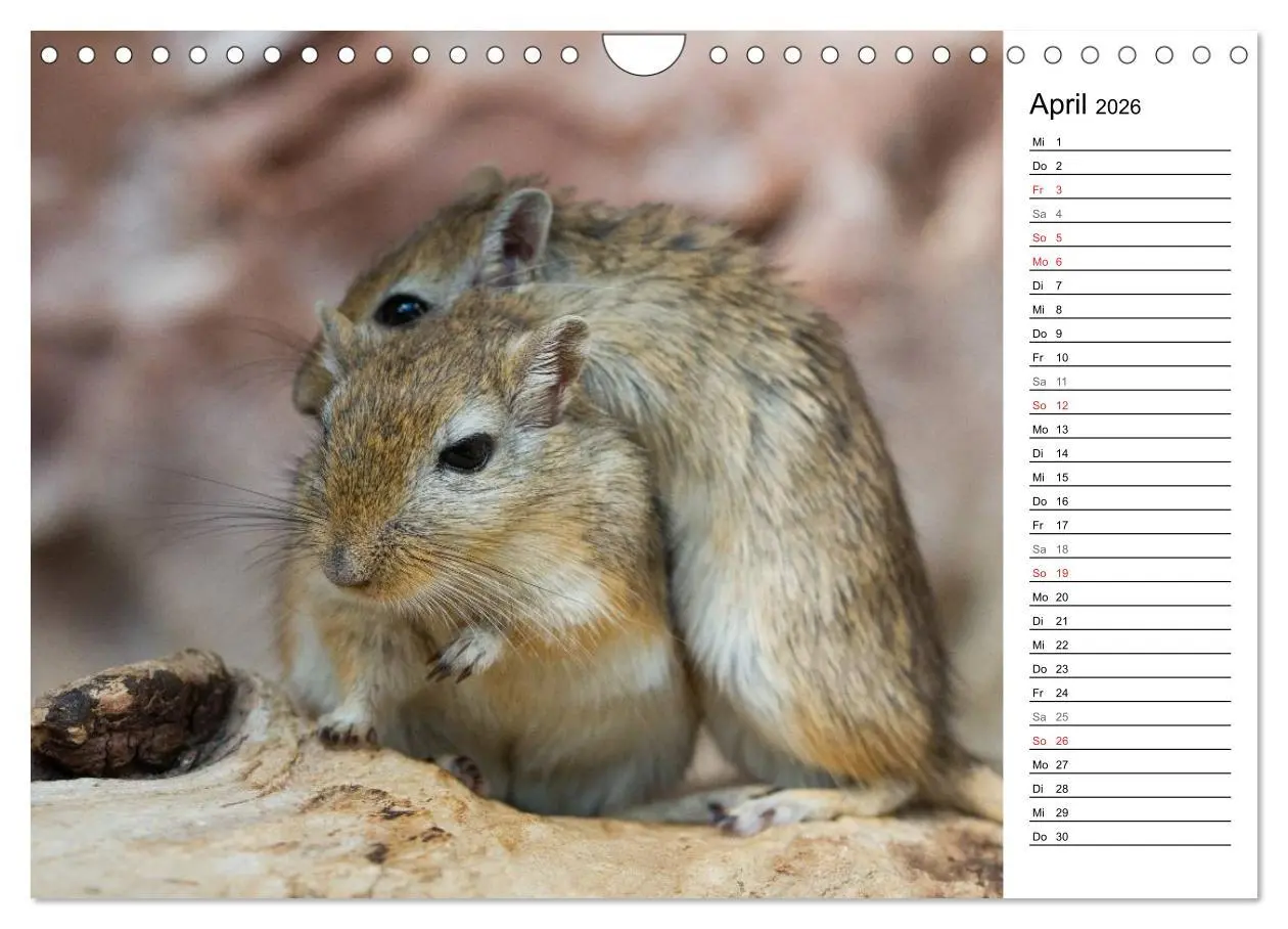 Bild: 9783516011067 | Mausebande (Wandkalender 2026 DIN A4 quer), CALVENDO Monatskalender