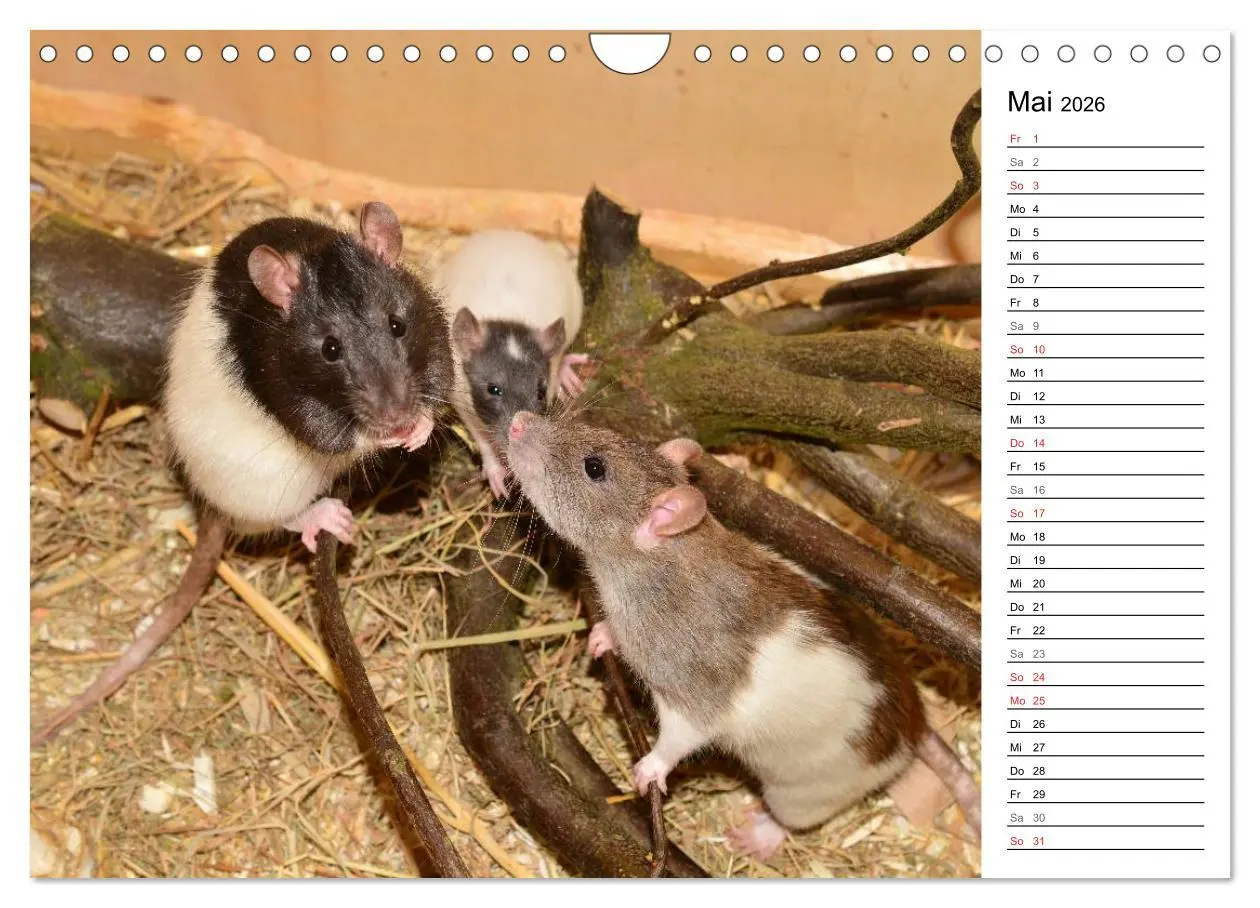 Bild: 9783516011067 | Mausebande (Wandkalender 2026 DIN A4 quer), CALVENDO Monatskalender