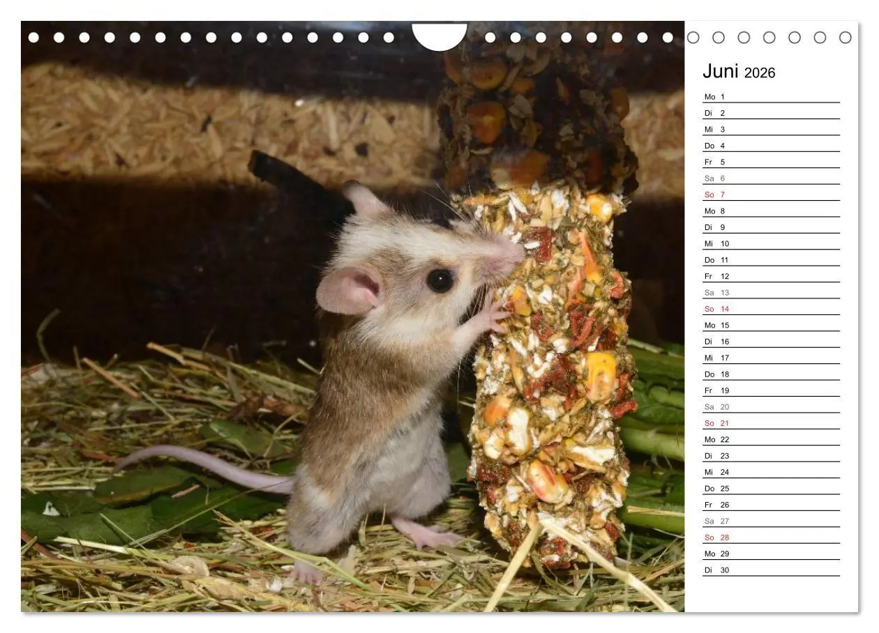 Bild: 9783516011067 | Mausebande (Wandkalender 2026 DIN A4 quer), CALVENDO Monatskalender