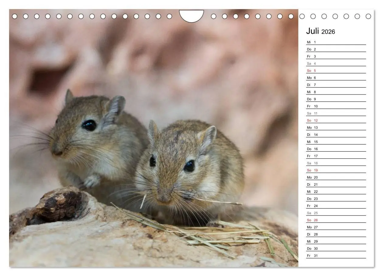 Bild: 9783516011067 | Mausebande (Wandkalender 2026 DIN A4 quer), CALVENDO Monatskalender