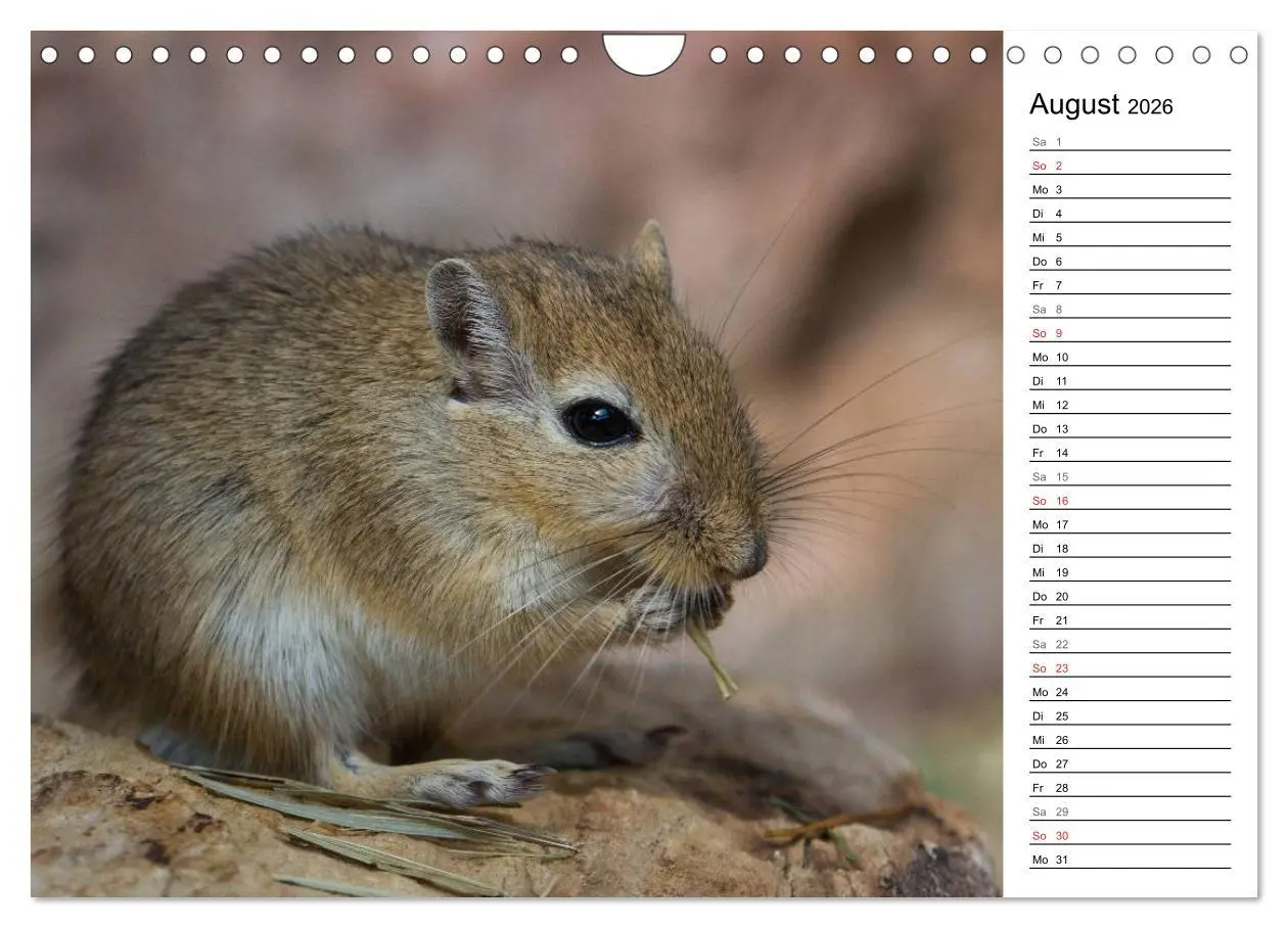 Bild: 9783516011067 | Mausebande (Wandkalender 2026 DIN A4 quer), CALVENDO Monatskalender
