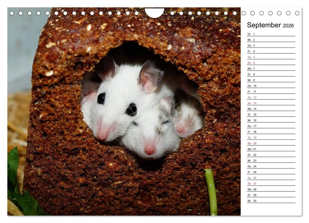 Bild: 9783516011067 | Mausebande (Wandkalender 2026 DIN A4 quer), CALVENDO Monatskalender