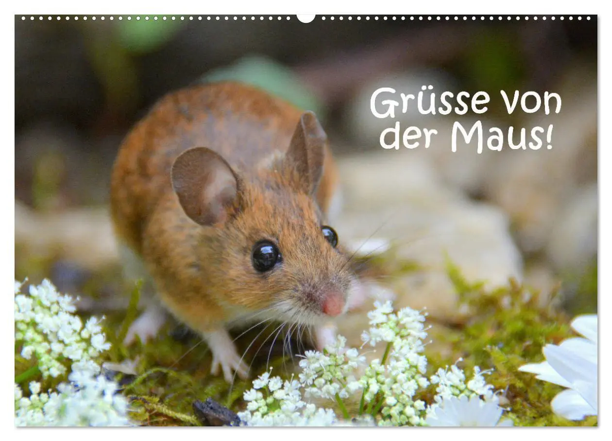 Cover: 9783457901267 | Grüsse von der Maus! (Wandkalender 2026 DIN A2 quer), CALVENDO...