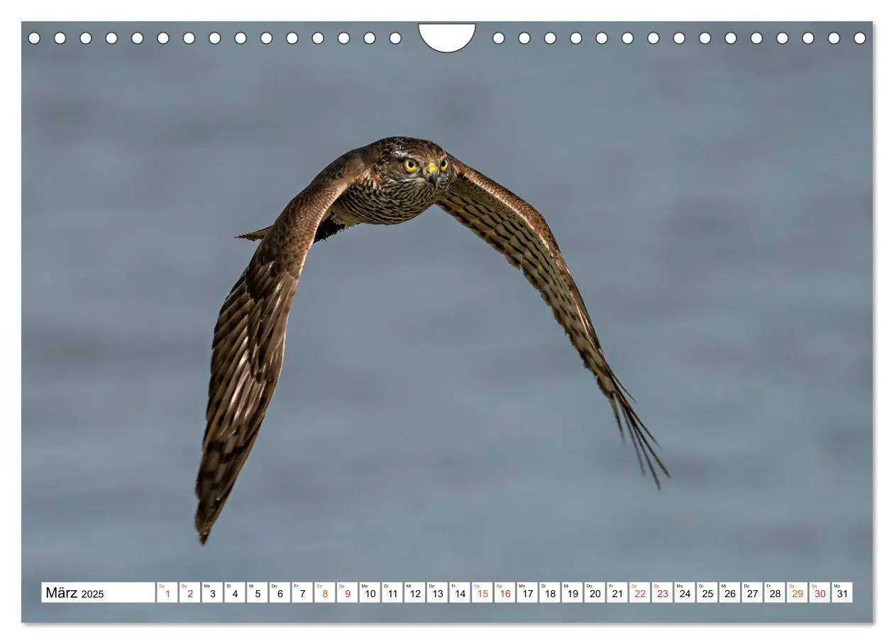 Bild: 9783435111367 | Heimische GREIFVÖGEL Adler Milan Bussard Weihe Sperber...