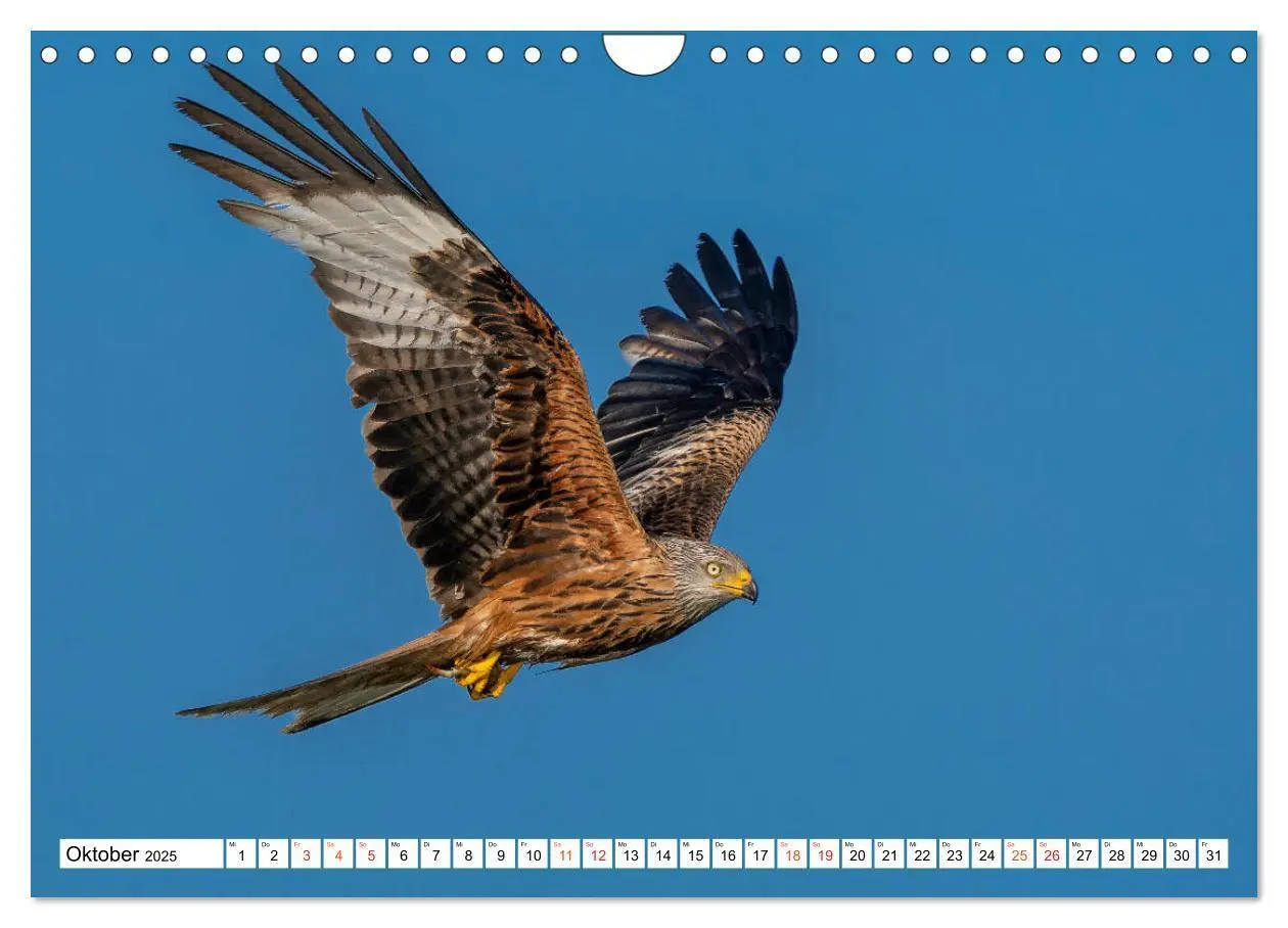 Bild: 9783435111367 | Heimische GREIFVÖGEL Adler Milan Bussard Weihe Sperber...