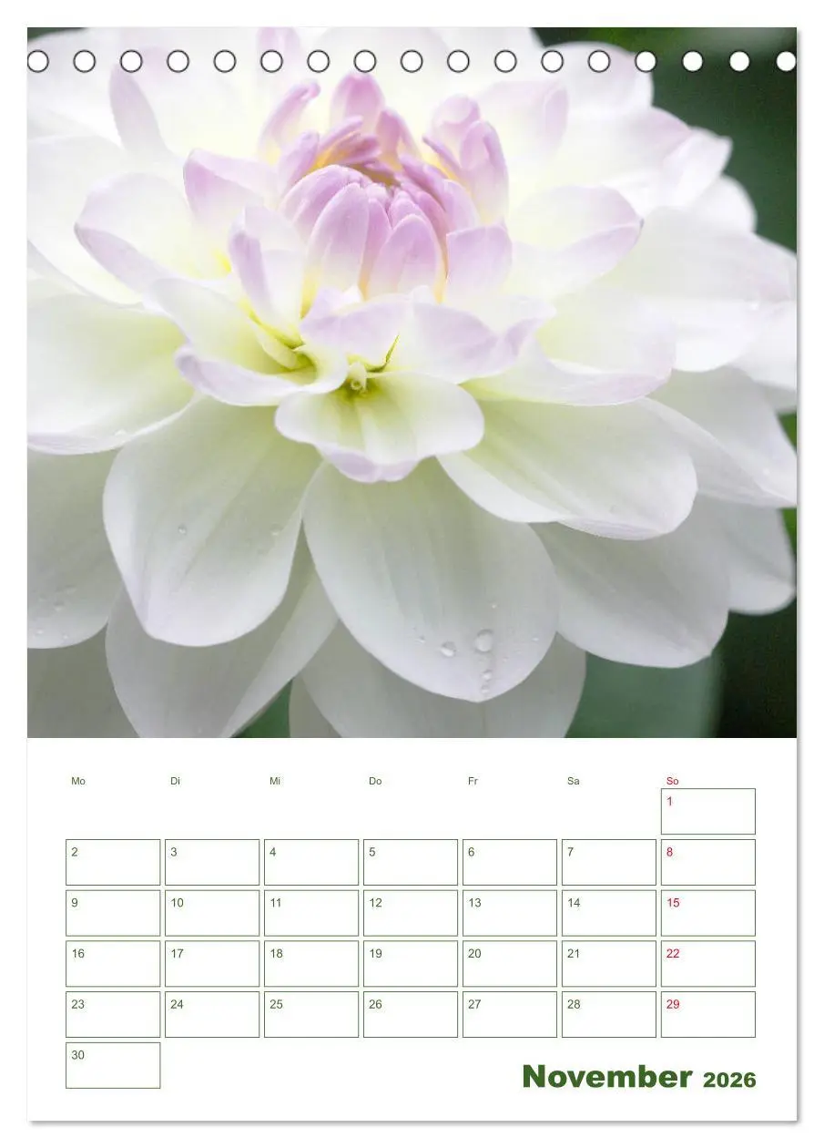 Bild: 9783516391367 | Weiße Blüten im Grünen (Tischkalender 2026 DIN A5 hoch), CALVENDO...
