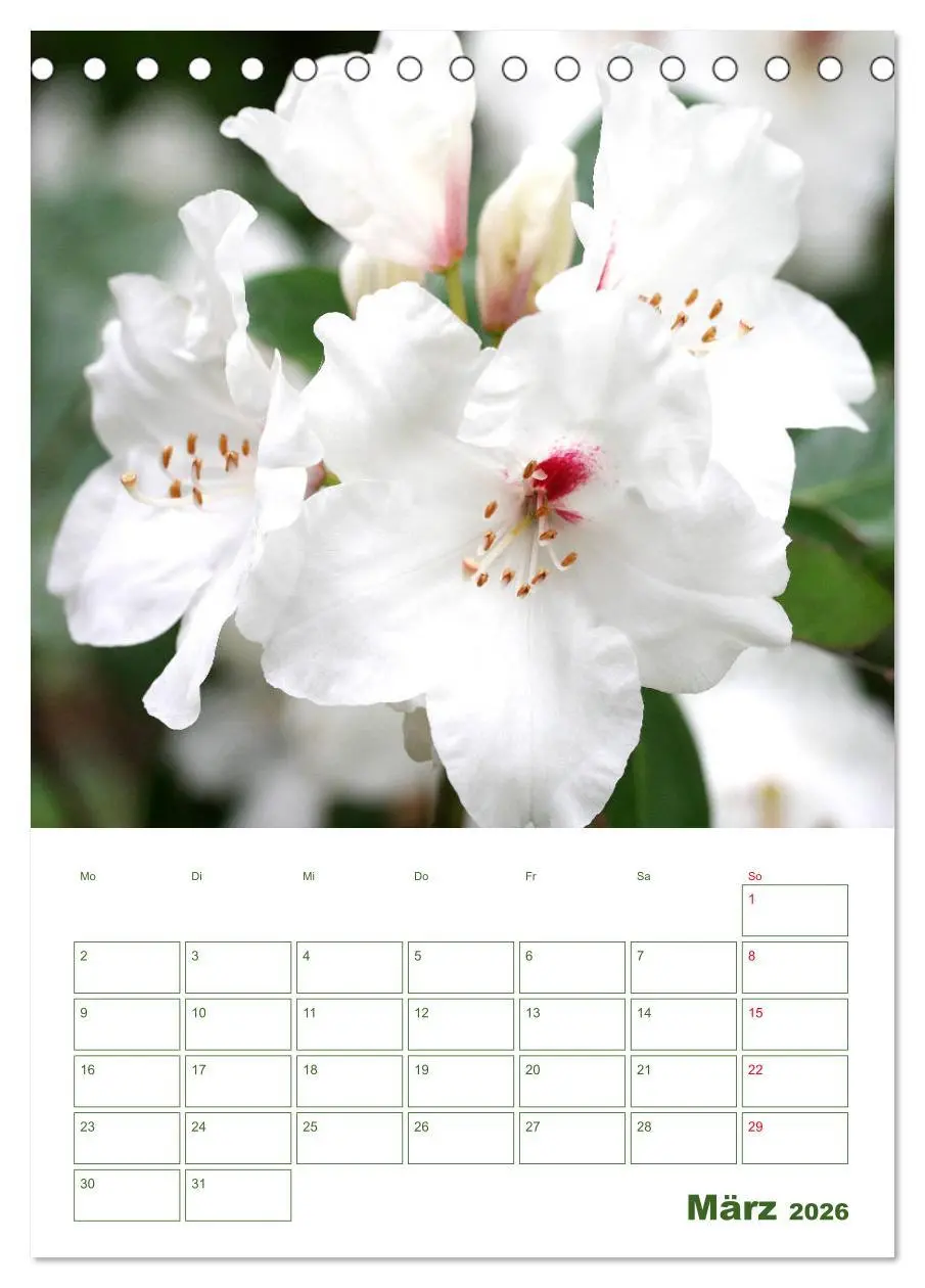 Bild: 9783516391367 | Weiße Blüten im Grünen (Tischkalender 2026 DIN A5 hoch), CALVENDO...