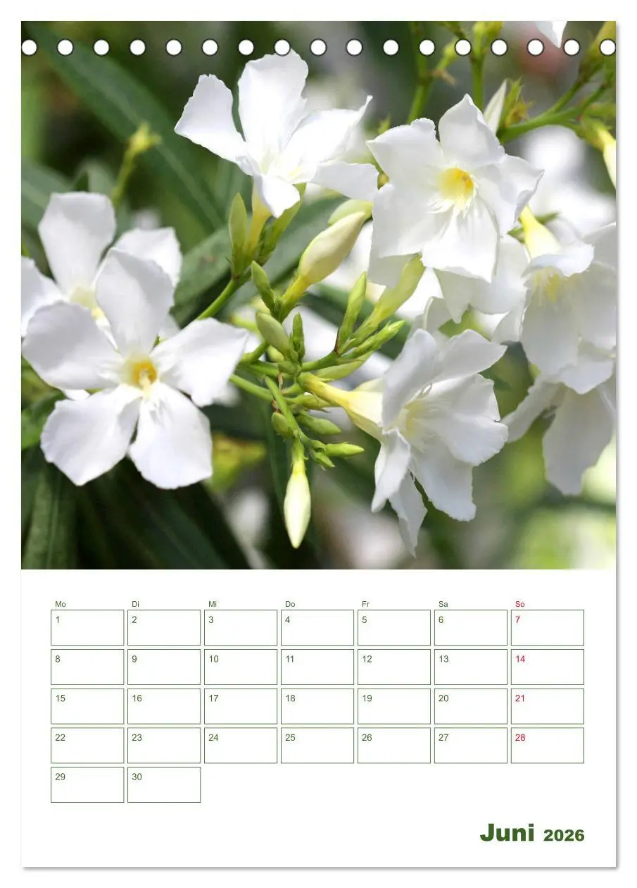 Bild: 9783516391367 | Weiße Blüten im Grünen (Tischkalender 2026 DIN A5 hoch), CALVENDO...
