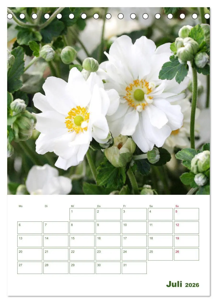 Bild: 9783516391367 | Weiße Blüten im Grünen (Tischkalender 2026 DIN A5 hoch), CALVENDO...