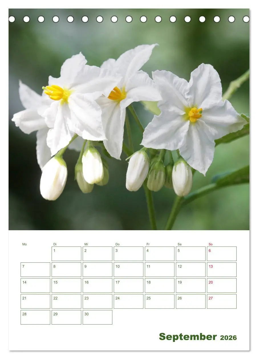 Bild: 9783516391367 | Weiße Blüten im Grünen (Tischkalender 2026 DIN A5 hoch), CALVENDO...