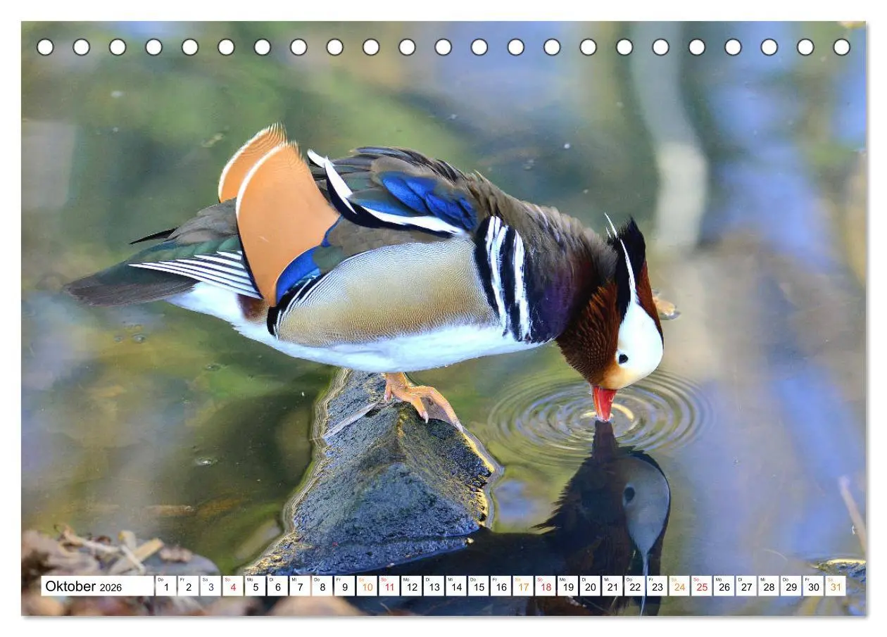 Bild: 9783457671467 | Mandarinenten, ein Farbtupfer auf allen Gewässern. (Tischkalender...
