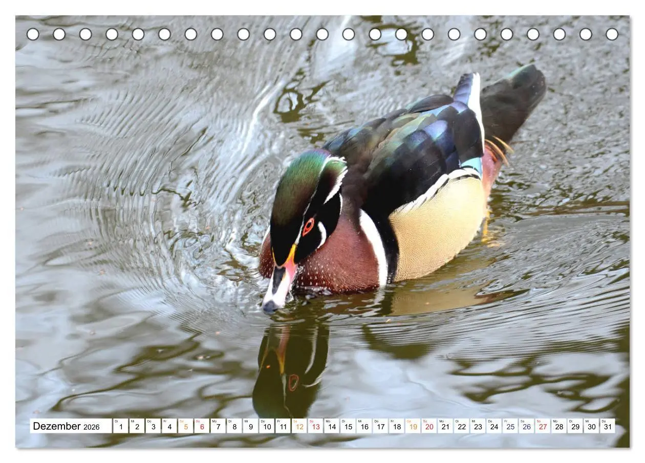 Bild: 9783457671467 | Mandarinenten, ein Farbtupfer auf allen Gewässern. (Tischkalender...