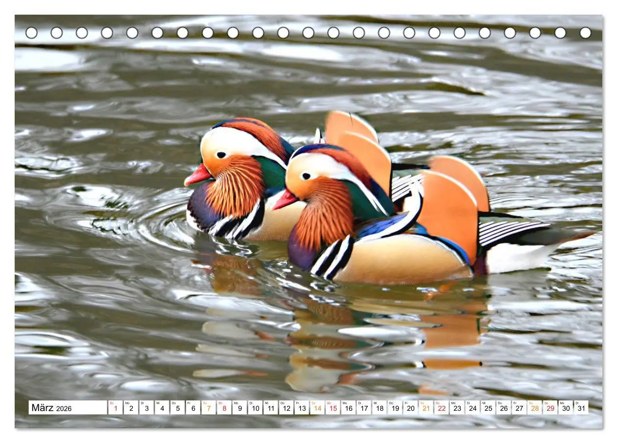 Bild: 9783457671467 | Mandarinenten, ein Farbtupfer auf allen Gewässern. (Tischkalender...