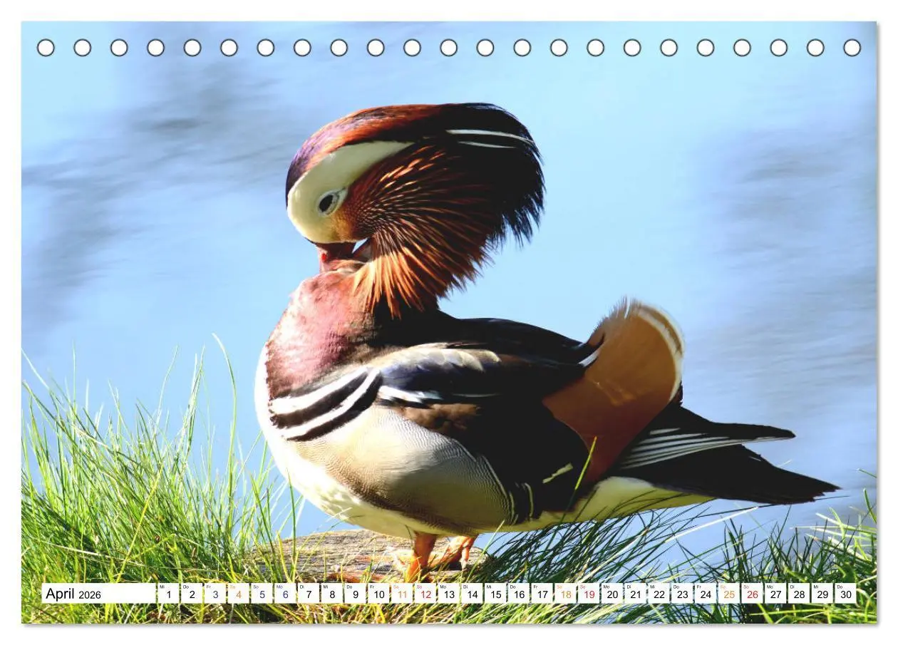 Bild: 9783457671467 | Mandarinenten, ein Farbtupfer auf allen Gewässern. (Tischkalender...