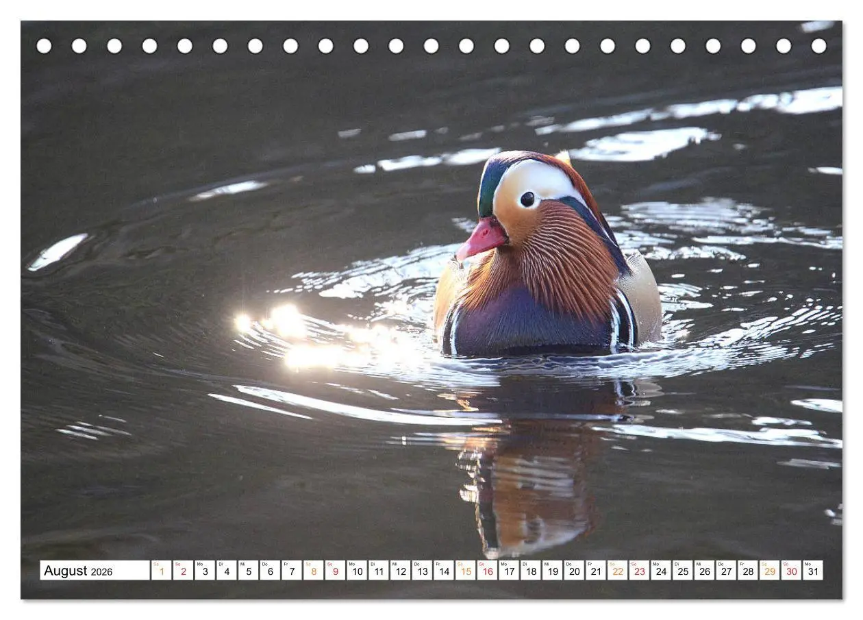 Bild: 9783457671467 | Mandarinenten, ein Farbtupfer auf allen Gewässern. (Tischkalender...