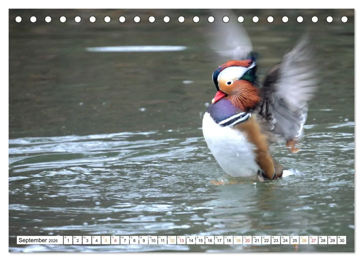 Bild: 9783457671467 | Mandarinenten, ein Farbtupfer auf allen Gewässern. (Tischkalender...