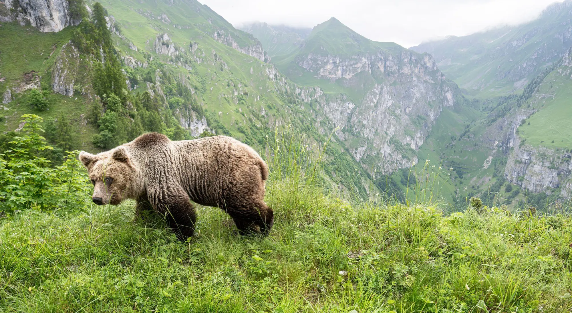 Bild: 9783987011467 | Ursus Brenta - Die Rückkehr der Bären in die Alpen | Horst Eberhöfer