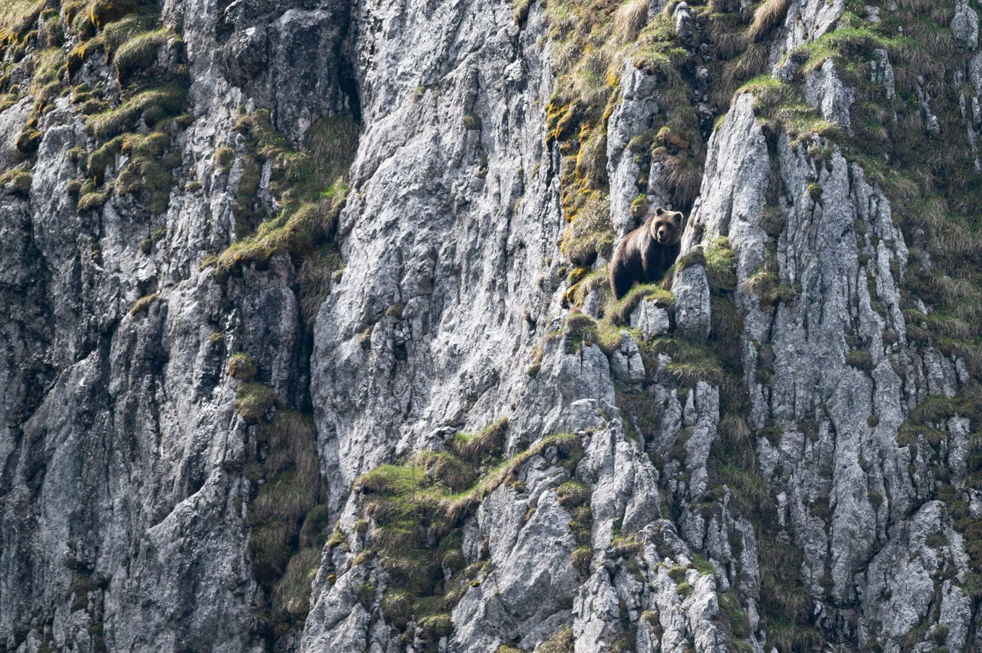 Bild: 9783987011467 | Ursus Brenta - Die Rückkehr der Bären in die Alpen | Horst Eberhöfer