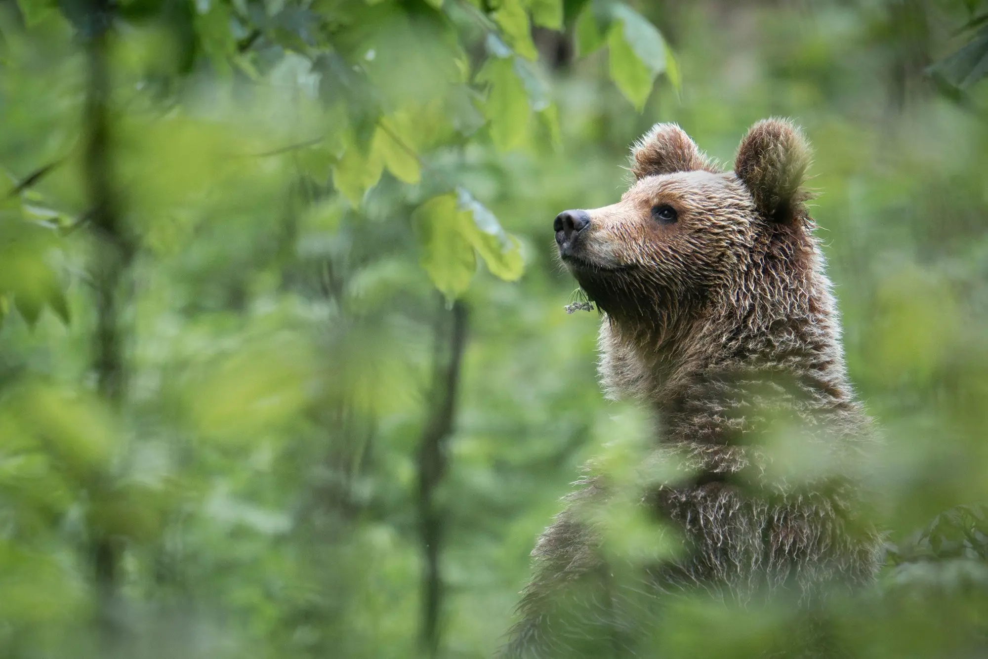 Bild: 9783987011467 | Ursus Brenta - Die Rückkehr der Bären in die Alpen | Horst Eberhöfer