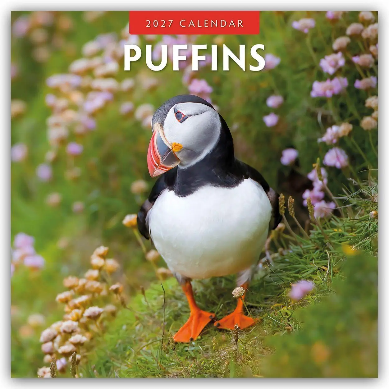 Cover: 9781837011667 | Puffins - Papageitaucher 2027 - 16-Monatskalender | Robin Red | 28 S.
