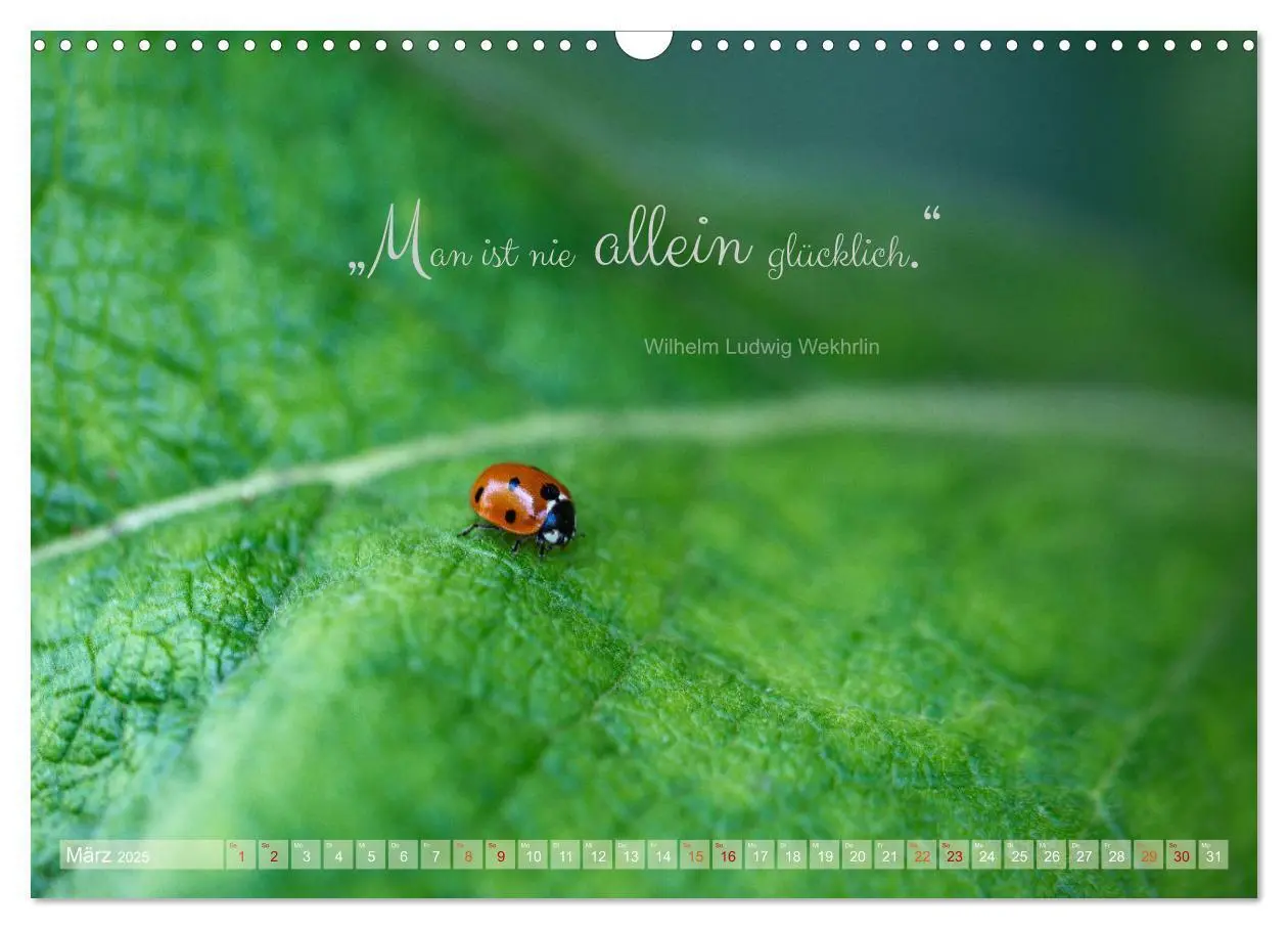Bild: 9783435011667 | Marienkäfer &amp; Zitate - Sieben Punkte zum Glück (Wandkalender 2025...