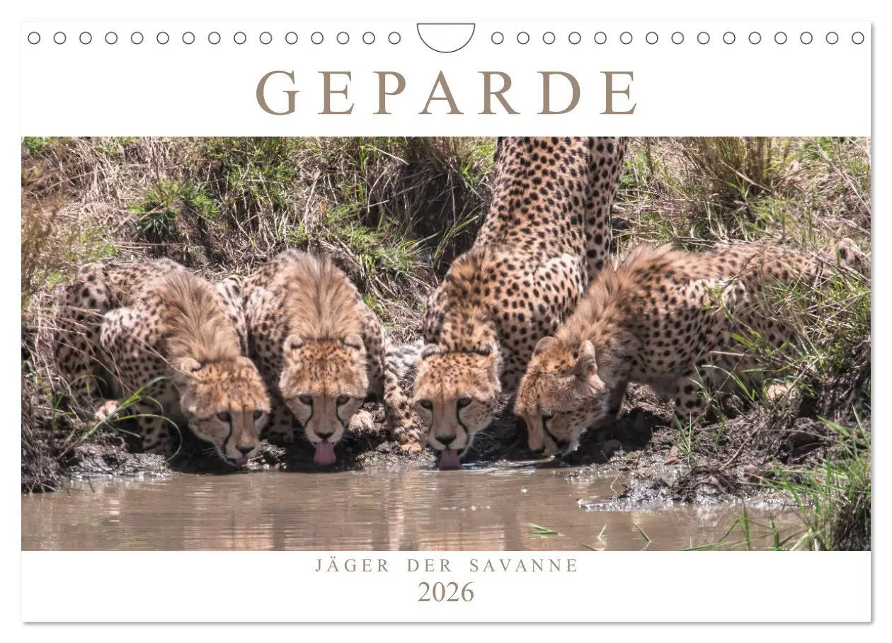 Cover: 9783457891667 | Geparde - Jäger der Savanne (Wandkalender 2026 DIN A4 quer),...