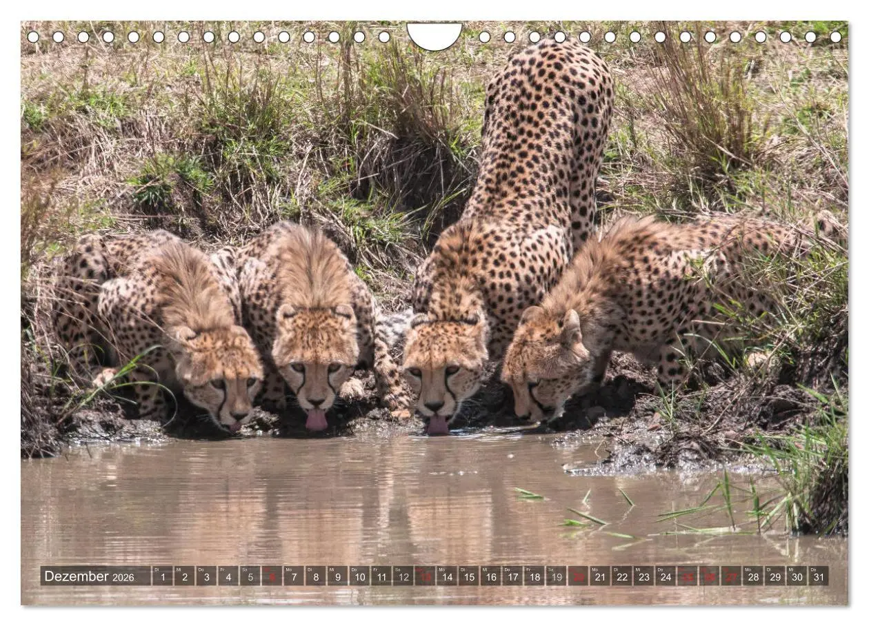 Bild: 9783457891667 | Geparde - Jäger der Savanne (Wandkalender 2026 DIN A4 quer),...