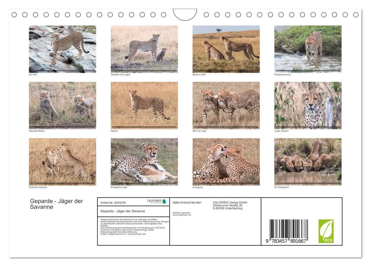 Bild: 9783457891667 | Geparde - Jäger der Savanne (Wandkalender 2026 DIN A4 quer),...