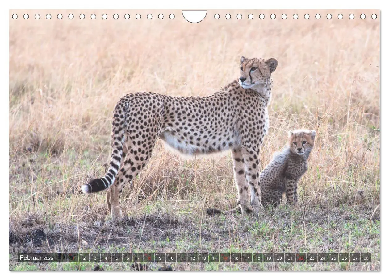 Bild: 9783457891667 | Geparde - Jäger der Savanne (Wandkalender 2026 DIN A4 quer),...