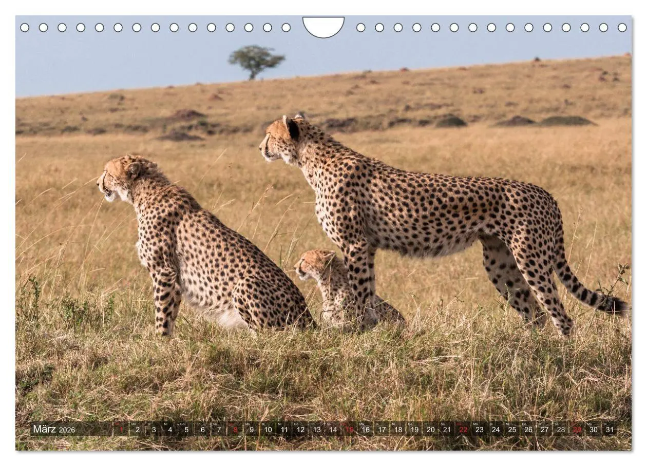 Bild: 9783457891667 | Geparde - Jäger der Savanne (Wandkalender 2026 DIN A4 quer),...
