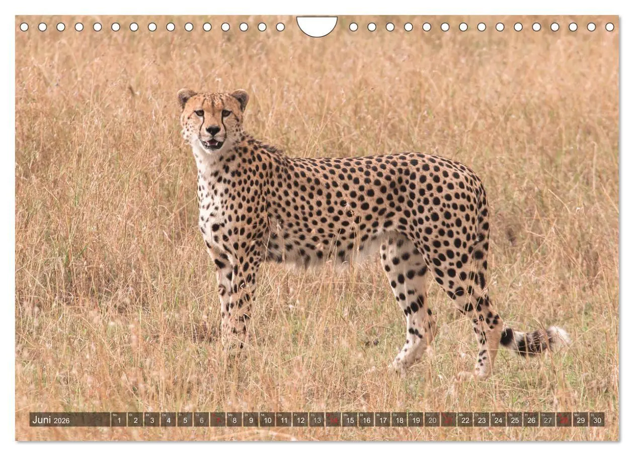 Bild: 9783457891667 | Geparde - Jäger der Savanne (Wandkalender 2026 DIN A4 quer),...