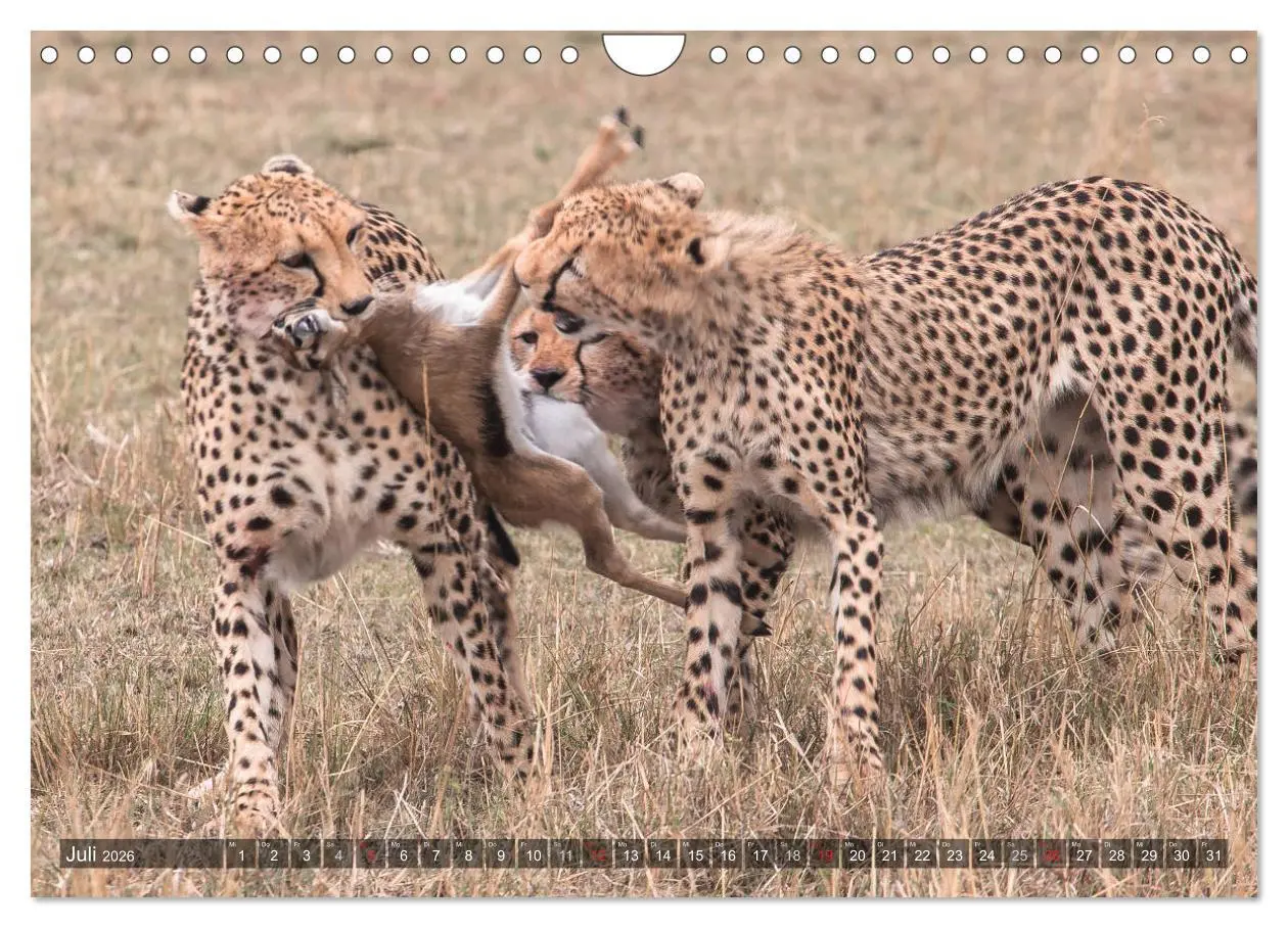 Bild: 9783457891667 | Geparde - Jäger der Savanne (Wandkalender 2026 DIN A4 quer),...