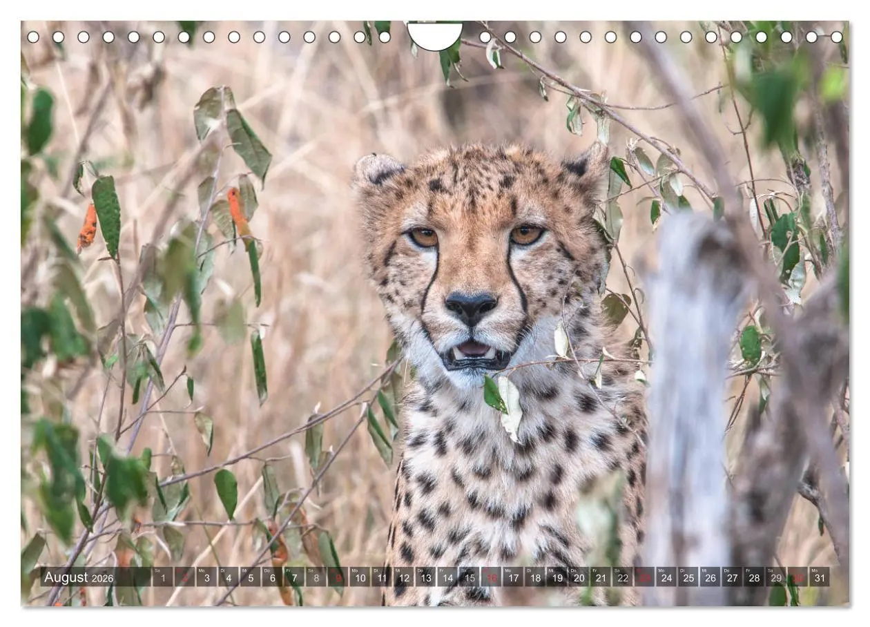 Bild: 9783457891667 | Geparde - Jäger der Savanne (Wandkalender 2026 DIN A4 quer),...