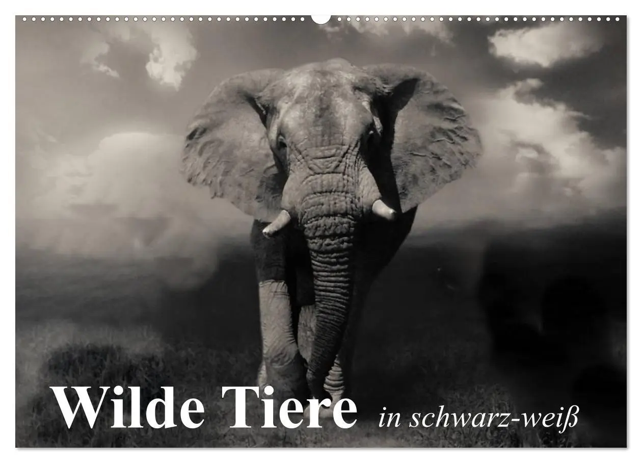 Cover: 9783516051667 | Wilde Tiere in schwarz-weiß (Wandkalender 2026 DIN A2 quer),...